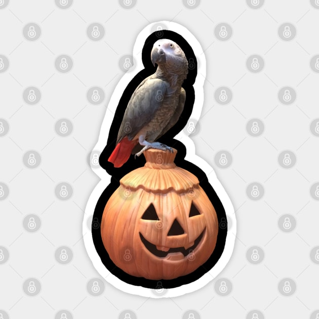 Jack-o-lantern Halloween African Grey Parrot Sticker by Einstein Parrot